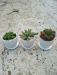 3 cactus with pot and soil